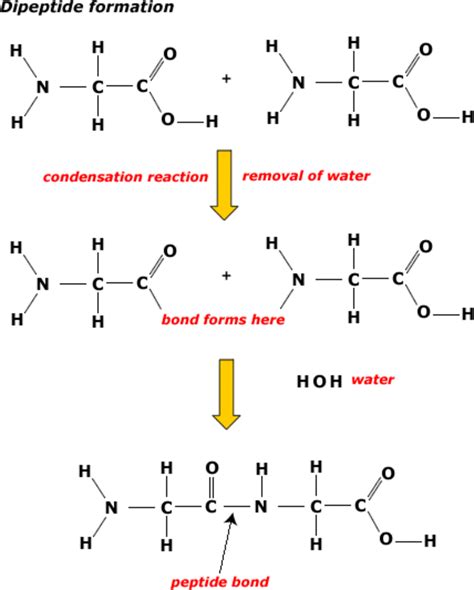 What Are Proteins? Making and Breaking Proteins