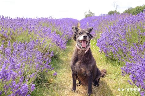 3 Dog-Friendly Lavender Fields Near London To Visit