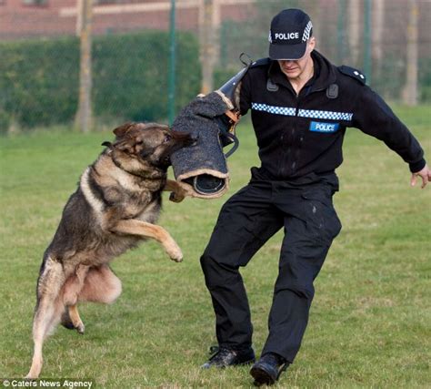 German Shepherd Police Dogs In Action Images & Pictures - Becuo