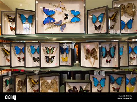 butterfly souvenirs at Niagara Falls butterfly conservatory store Stock Photo - Alamy