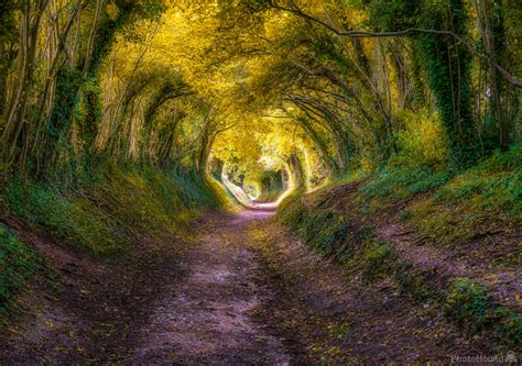 Image of Halnaker Tree Tunnel by Jakub Bors | 1017864