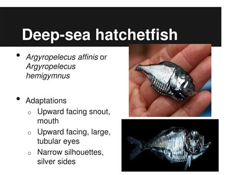 PPT - Biological adaptations of deep sea fishes PowerPoint Presentation - ID:1719892