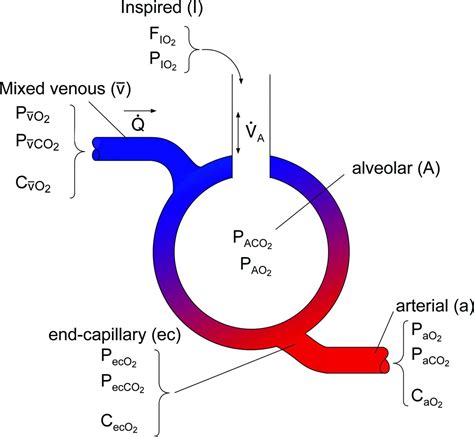 Alveoli And Capillaries Gas Exchange