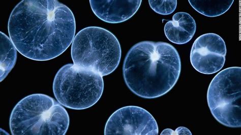 Noctiluca scintillans or sea sparkle is a large, bioluminescent and nontoxic phytoplankton that ...