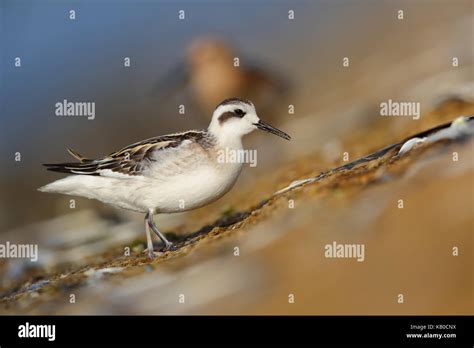 Juvenile Red-necked Phalarope Phalaropus lobatus on migration through ...