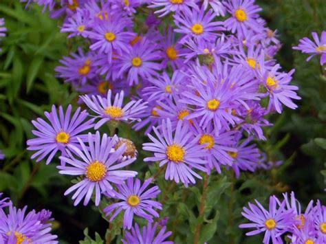 asters - my favorite flower | Aster flower, Flowers perennials, Plants ...