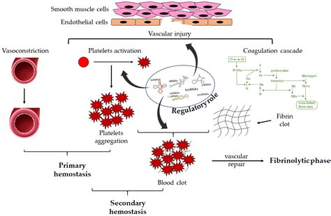 IJMS | Free Full-Text | The Novel Role of Noncoding RNAs in Modulating Platelet Function ...