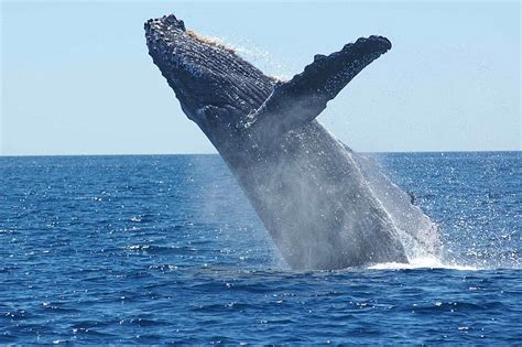 Free photo: humpback whale, breaching, jumping, ocean, mammal, animal, sea | Hippopx