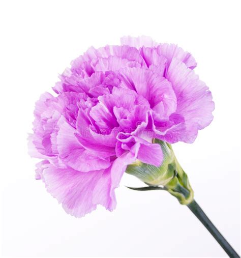 Beautiful Purple Carnation stock image. Image of beautiful - 20557905