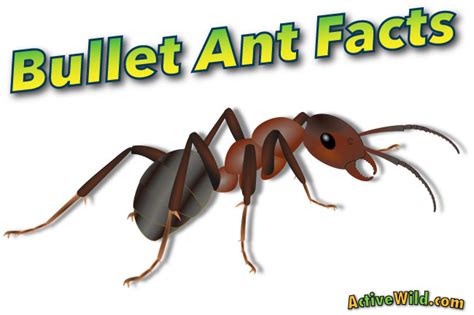 Bullet-Ant-Facts-For-Kids - Active Wild