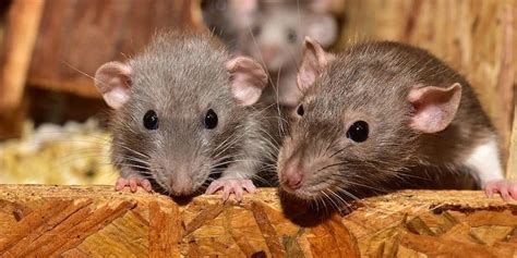 Mouse Exterminator Cost – How Much Do They Charge?