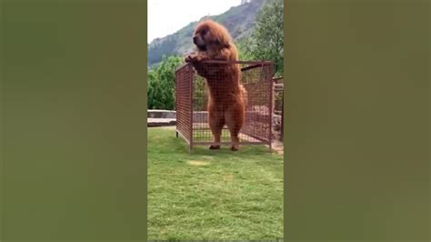 Tibetan mastiff aggressive#viraldogs #trendingshorts #shortsfeed #viral #dogs #ytshorts - YouTube