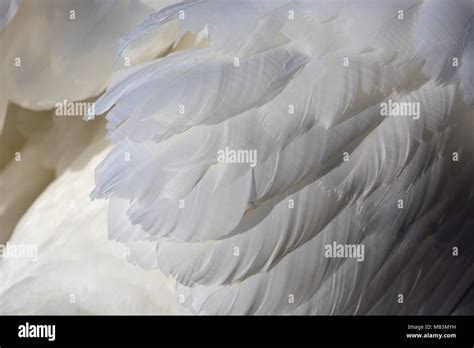 Detail of white Swan feathers Stock Photo - Alamy