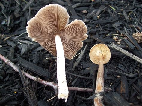 Psilocybe caerulipes - Blue foot - ID please - Mushroom Hunting and Identification - Shroomery ...