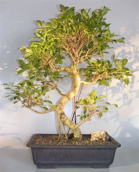 Ficus Retusa Bonsai TreeCurved Trunk, Tiered Branching, & Banyan Roots(ficus retusa)