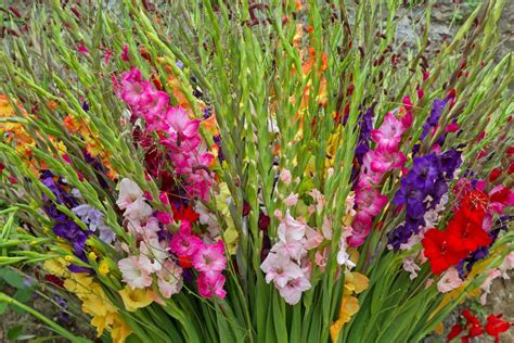 Gladiolus Flower Meaning and Symbolism