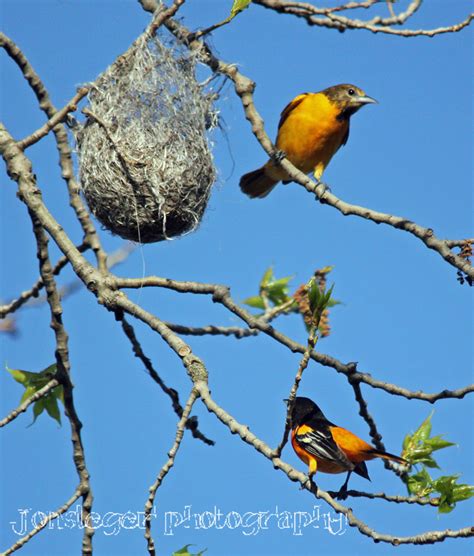 Northern Illinois Birder: Baltimore Oriole, May Migration through ...