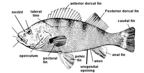 Zoology Lab Exercise 15 - Actinopterygii flashcards | Quizlet