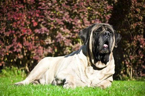 English Mastiff Growth Chart - How Big Do They Get?