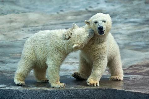 76 Kissing Animals Prove That Kisses Aren’t Just For People | Bored Panda