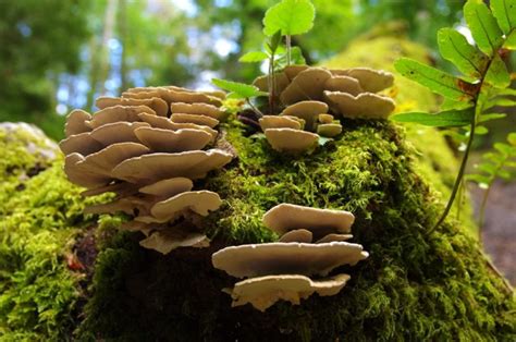 How fungi made Earth's atmosphere livable - new study