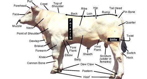 Beef Cattle Discovery - Parts | Animal & Food Sciences