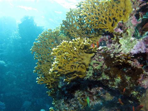 Red Sea's coral reefs are in serious trouble: Environmental NGO - Egypt Independent