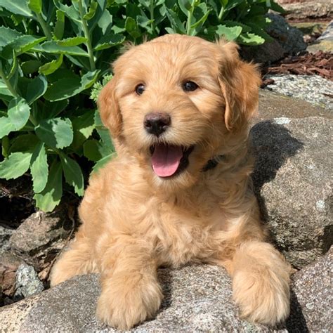 F1B MINI GOLDENDOODLE | MALE | ID:2806-DW – Central Park Puppies