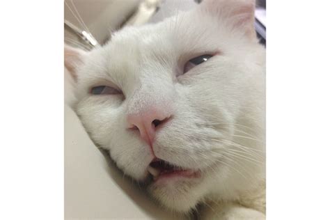 Grumpy Cat Faces New Japanese Rival: Ugly Sleeping Cat - WSJ