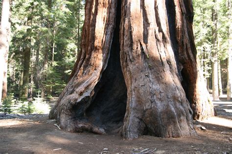 Giant Redwood Trees In California Free Stock Photo - Public Domain Pictures