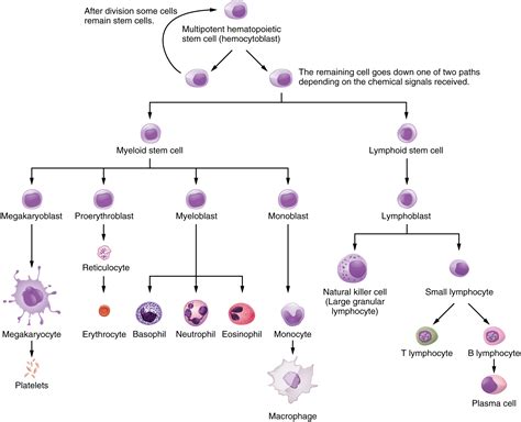 21.1 Anatomy of the Lymphatic and Immune Systems – Douglas College Human Anatomy and Physiology ...