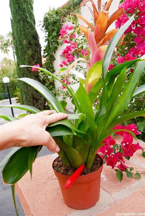 Propagating Bromeliads: How to Remove & Pot Up Bromeliad Pups ...