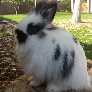 Lionhead Rabbit Colors and Varieties, Marked | Lionhead rabbit