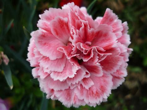 How to Care for Carnations - Dengarden