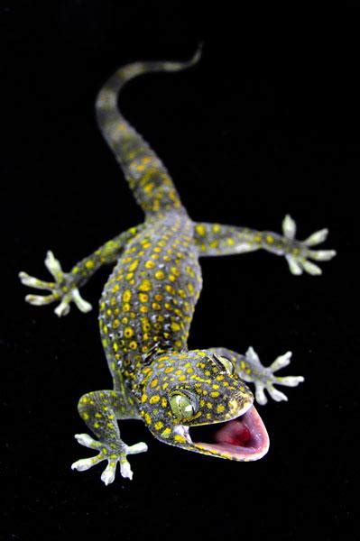 10 Terrific Tokay Gecko Morphs