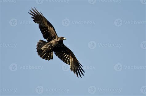 Common Raven Flying in Blue Sky 845883 Stock Photo at Vecteezy