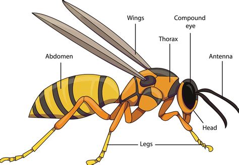 Unlocking Wasp Anatomy: The Intricate World of These Stinging Insects - Banner Pest Services