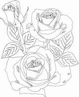 Peace Hybrid Tea Rose Coloring Page Bird Embroidery Pattern Hand  sketch template