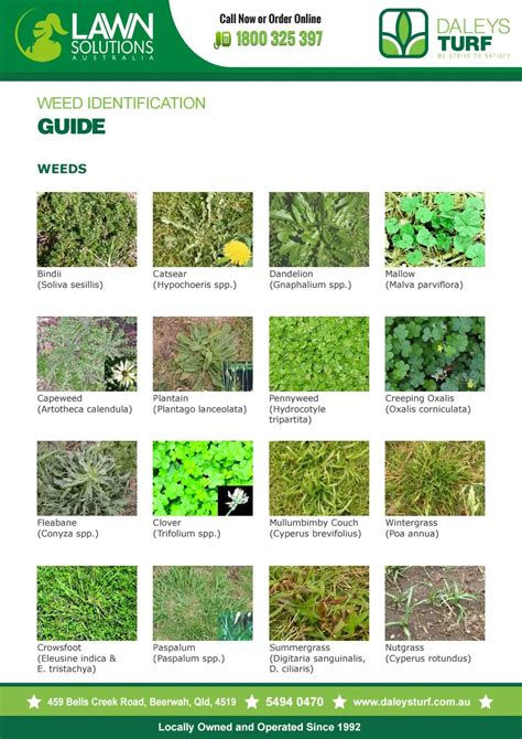 Weed identification guide for lawn by Terry Daley - Issuu