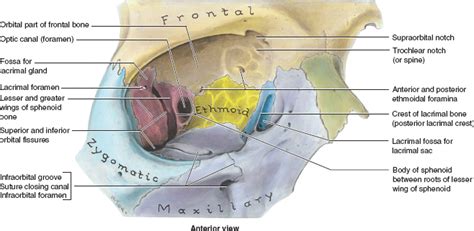 7 Oculoplastics and Orbital Disease | Ento Key