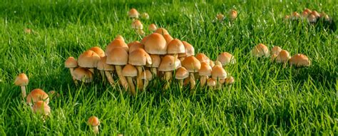 Backyard Mushrooms: What They Are + Why They're Growing There | GroCycle