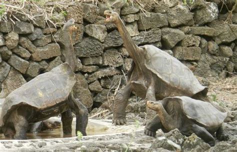 Rediscovery of 'Extinct' Giant Tortoises in the Galapagos