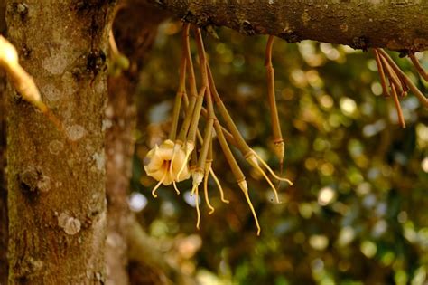 Premium Photo | Durian flowers are about to become durian balls