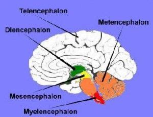 THE TELENCEPHALON - TMarticles | School psychology, Psychology studies, Nursing school