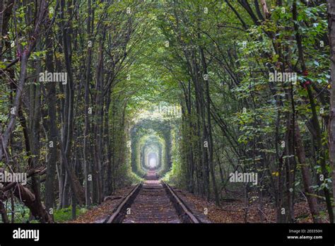 Trees tunnel in early autumn season Stock Photo - Alamy