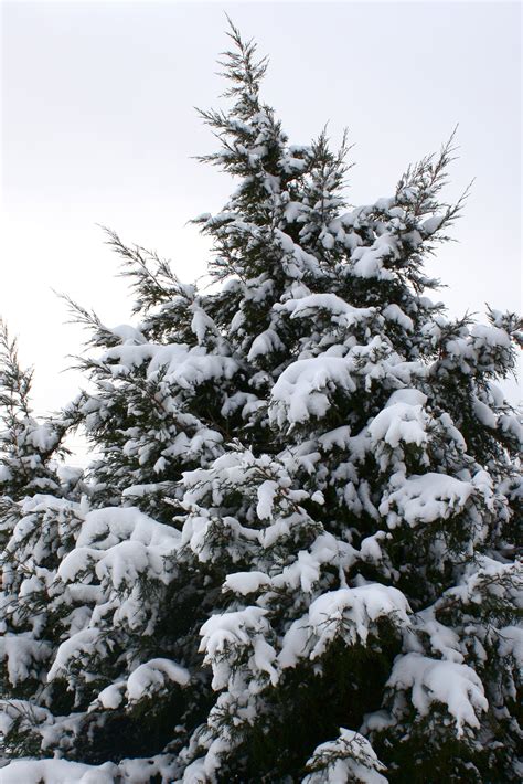 Snow Covered Evergreen Tree Picture | Free Photograph | Photos Public ...