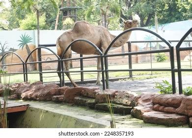 Surabaya Zoo: Over 677 Royalty-Free Licensable Stock Photos | Shutterstock