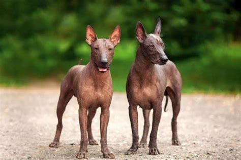 20 Best Ways to Find a Xoloitzcuintli to Adopt or Buy near You - PetBudget