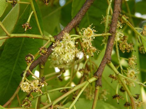 Prunus Africana, A Wonder Medicinal Tree Of Life