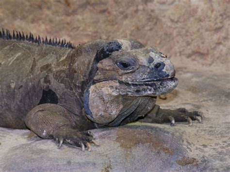 The Online Zoo - Rhinoceros Iguana